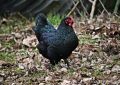 13 Spiritual Meanings of Dreaming of a Black Chicken