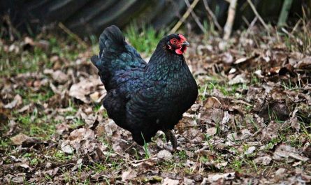13 Spiritual Meanings of Dreaming of a Black Chicken