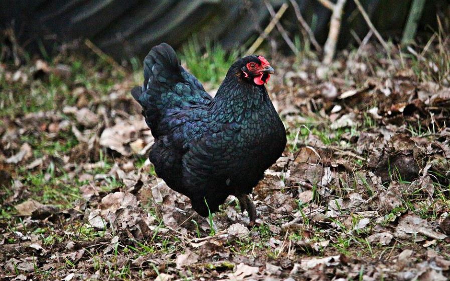 13 Spiritual Meanings of Dreaming of a Black Chicken
