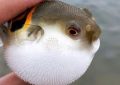 20 Spiritual Meanings of Dreaming of Pufferfish