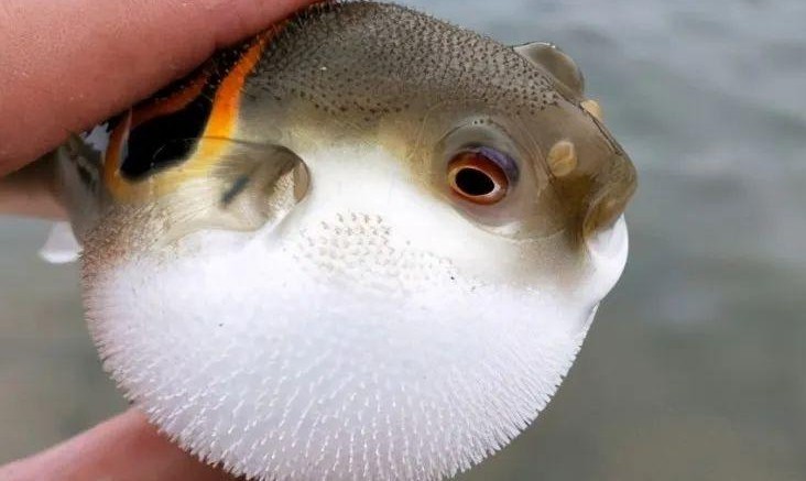 20 Spiritual Meanings of Dreaming of Pufferfish