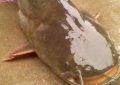 17 Spiritual Meanings of Dreaming of Catfish