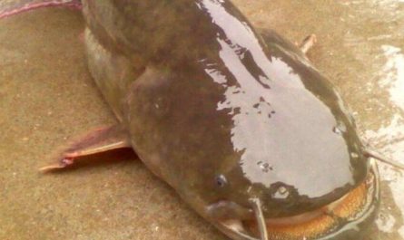 17 Spiritual Meanings of Dreaming of Catfish