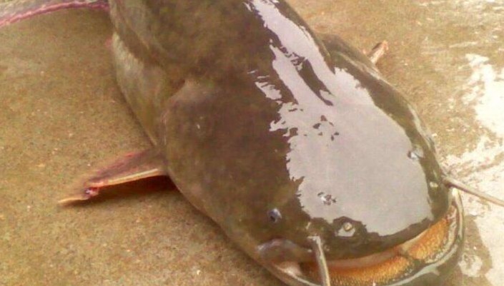 17 Spiritual Meanings of Dreaming of Catfish