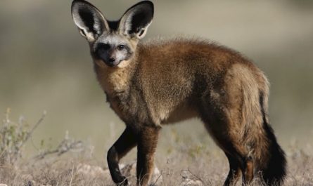 7 Spiritual Meanings of Dreaming of Desert Foxes