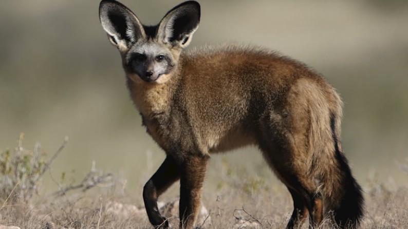 7 Spiritual Meanings of Dreaming of Desert Foxes