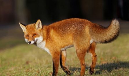 7 Spiritual Meanings of Dreaming of a Red Fox