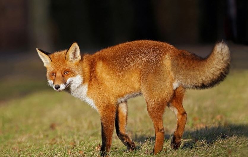 7 Spiritual Meanings of Dreaming of a Red Fox