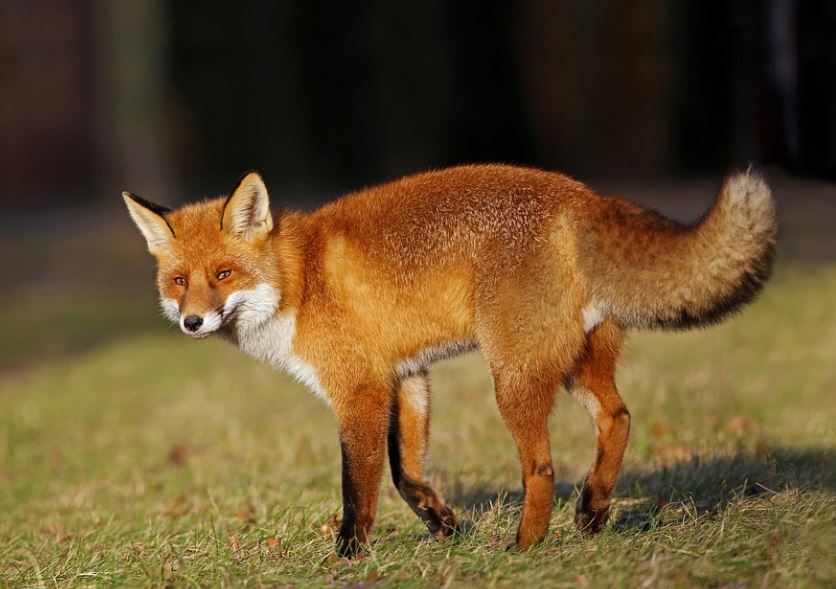 7 Spiritual Meanings of Dreaming of a Red Fox