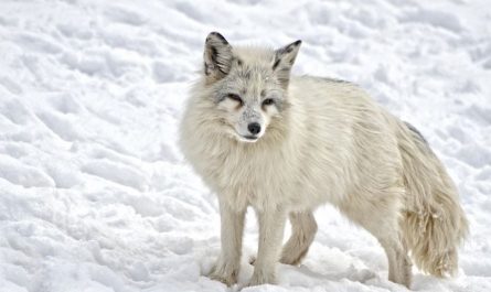 7 Spiritual Meanings of Dreaming of a White Fox