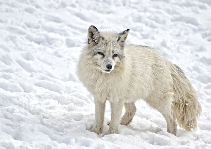 7 Spiritual Meanings of Dreaming of a White Fox