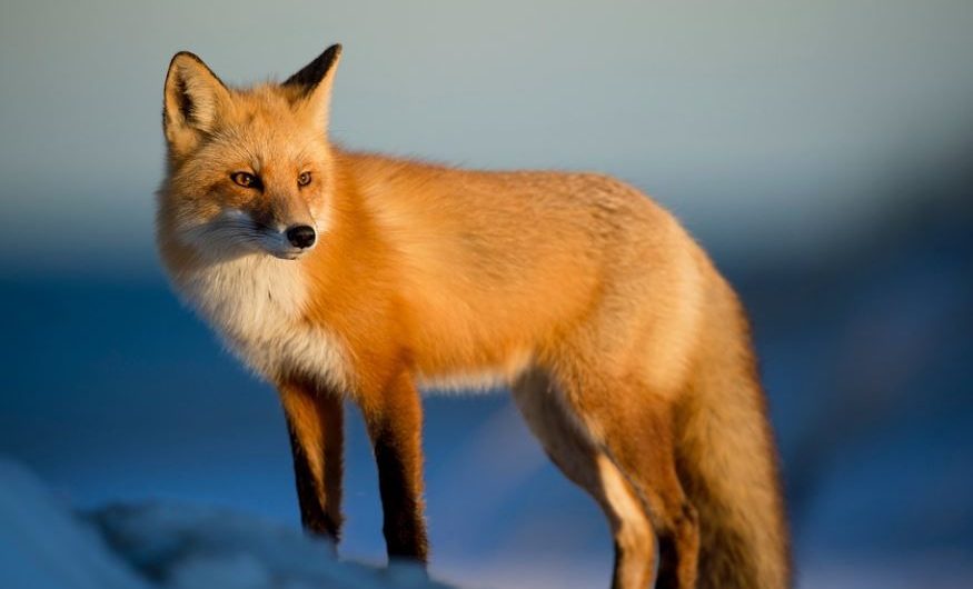 7 Spiritual Meanings of Dreaming of Being Bited by a Fox