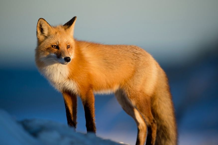 7 Spiritual Meanings of Dreaming of Being Bited by a Fox