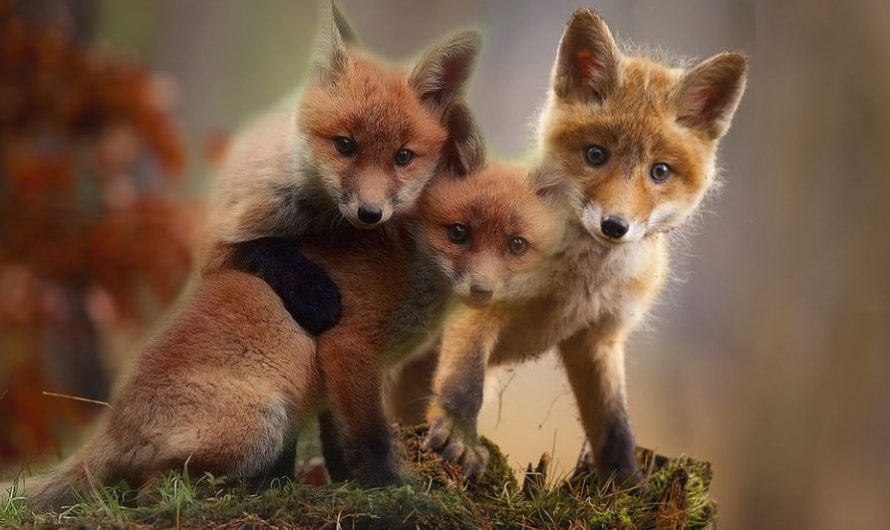 7 Spiritual Meanings of Dreaming of Fox Cubs