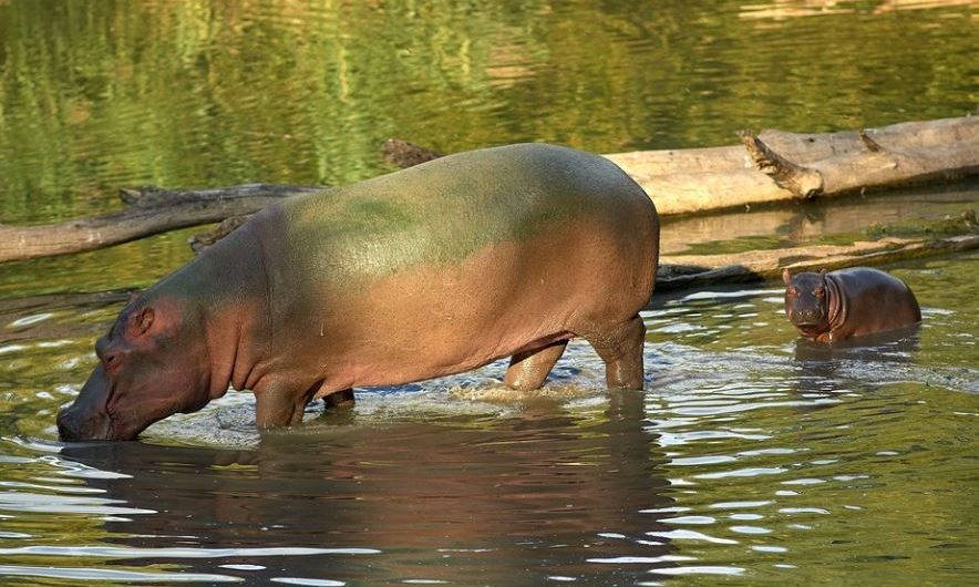 7 Spiritual Meanings of Dreaming of baby Hippopotamus