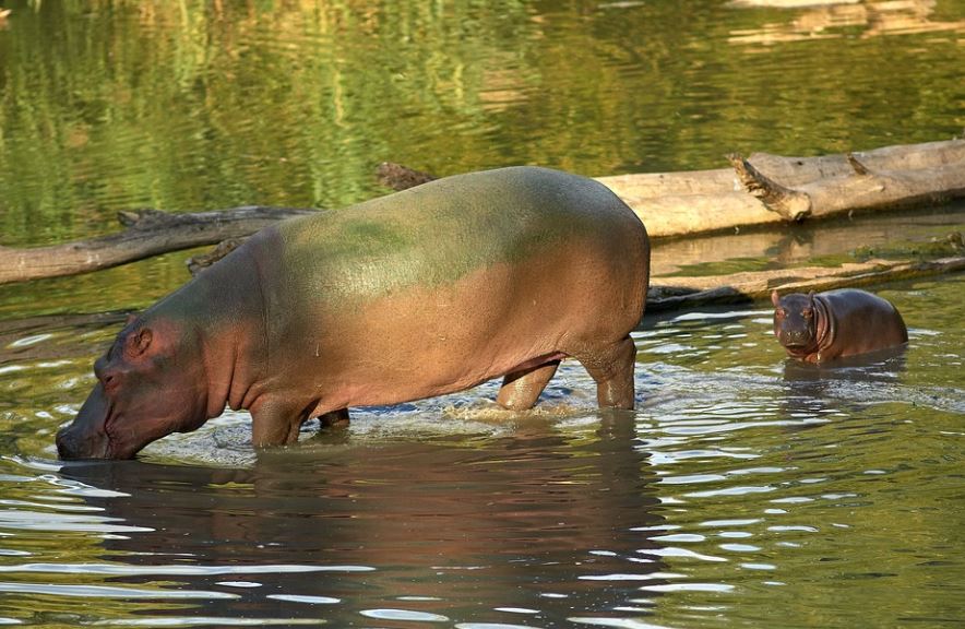 7 Spiritual Meanings of Dreaming of baby Hippopotamus
