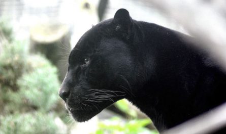 9 Spiritual Meanings of Dreaming of a Black Panther