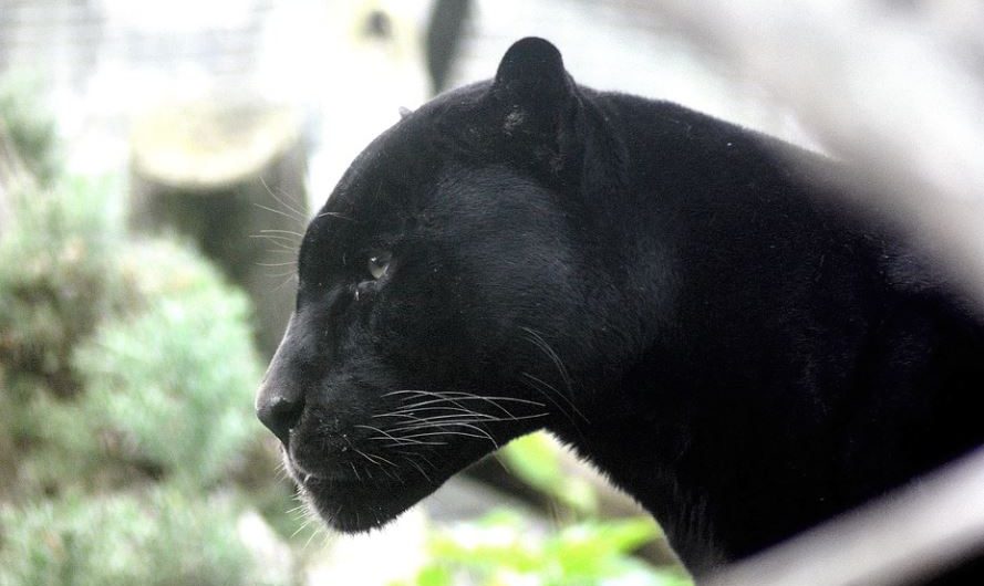 9 Spiritual Meanings of Dreaming of a Black Panther