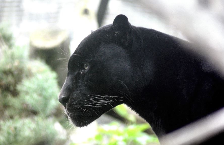 9 Spiritual Meanings of Dreaming of a Black Panther
