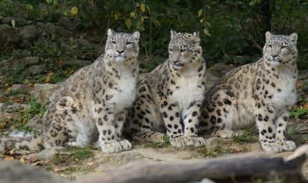 6 Spiritual Meanings of Dreaming of Being Bited by a Leopard