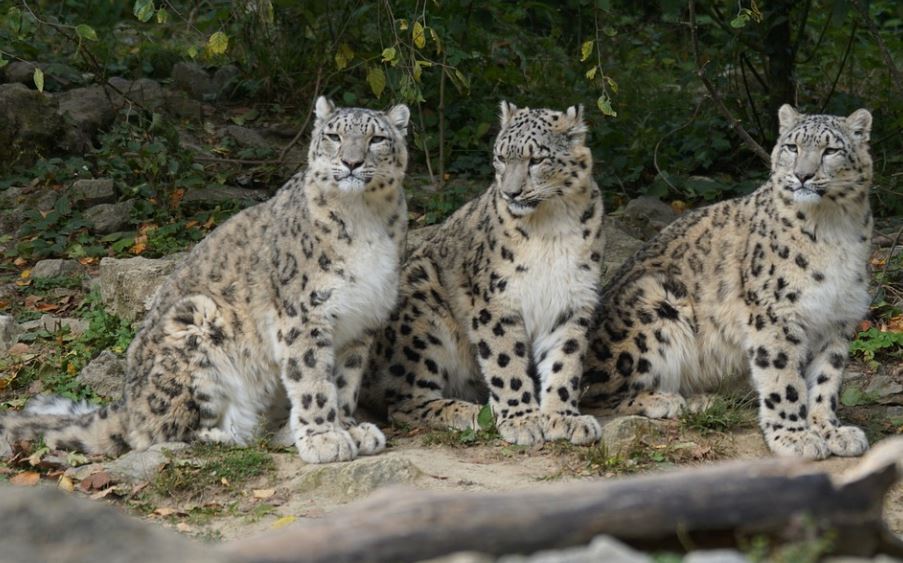 6 Spiritual Meanings of Dreaming of Being Bited by a Leopard
