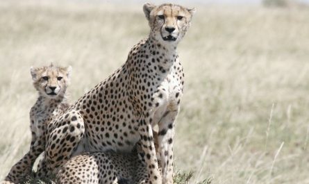 11 Spiritual Meanings of Dreaming of a Cheetah