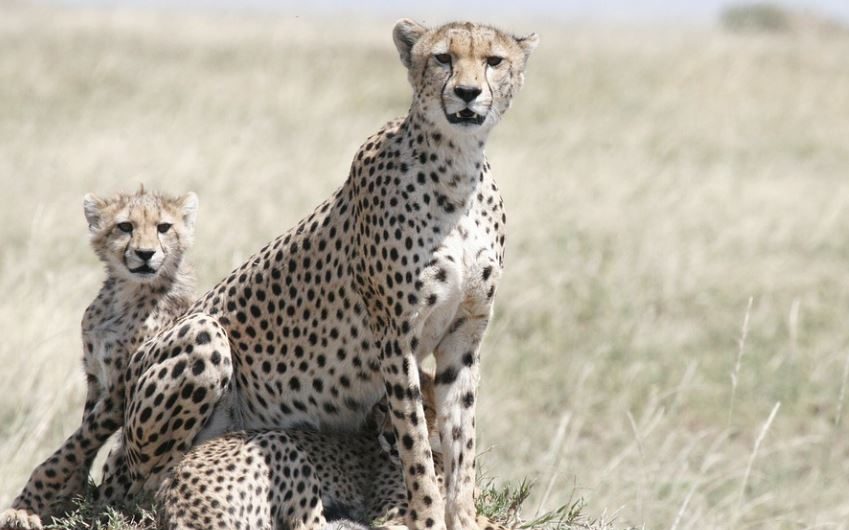11 Spiritual Meanings of Dreaming of a Cheetah