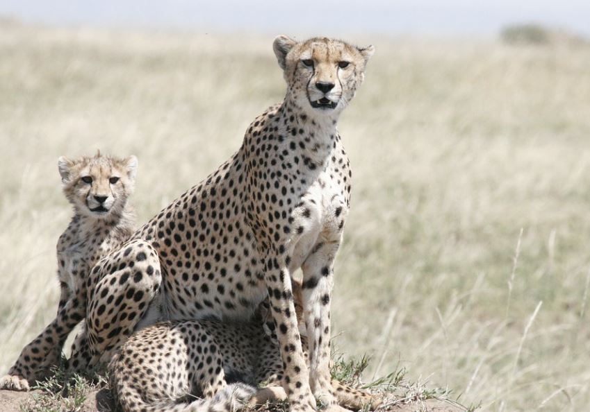 11 Spiritual Meanings of Dreaming of a Cheetah