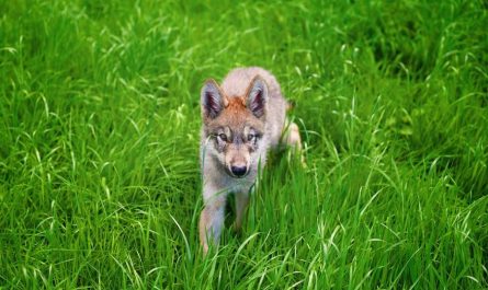 5 Spiritual Meanings of Dreaming of Wolf Cubs