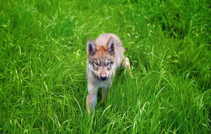5 Spiritual Meanings of Dreaming of Wolf Cubs
