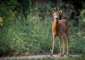 10 Spiritual Meanings of Dreaming of roe deer