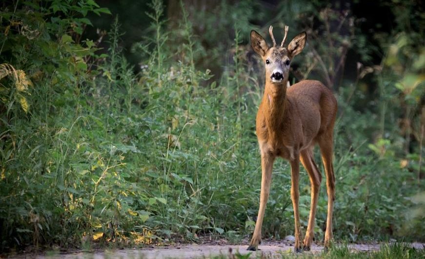 10 Spiritual Meanings of Dreaming of roe deer