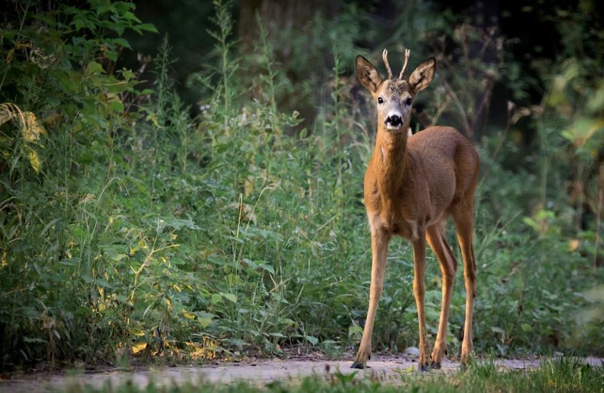 10 Spiritual Meanings of Dreaming of roe deer