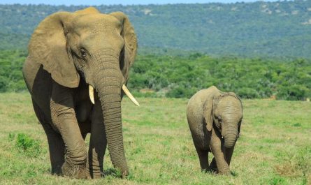 7 Spiritual Meanings of Dreaming of a Baby Elephant
