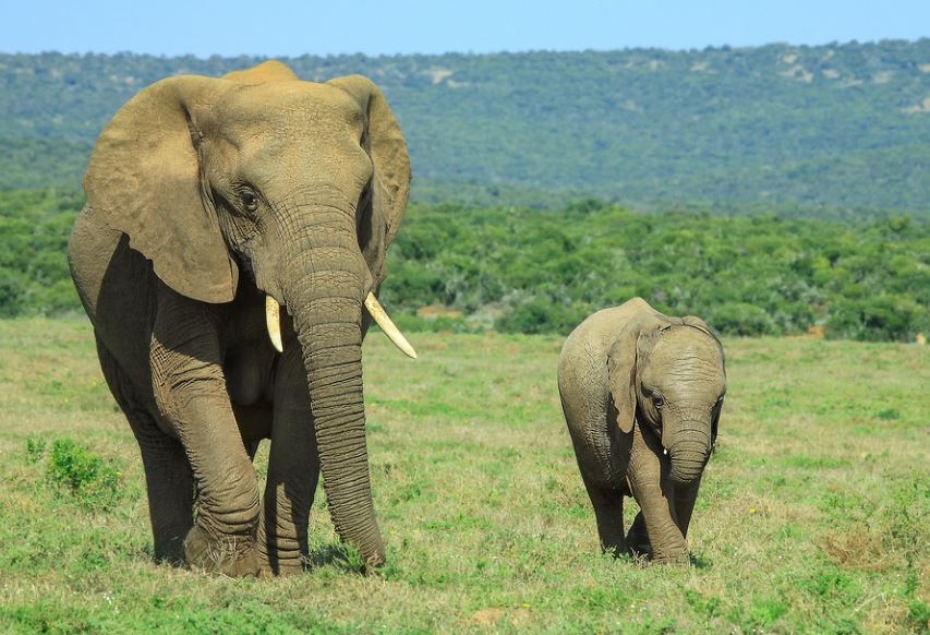 7 Spiritual Meanings of Dreaming of a Baby Elephant