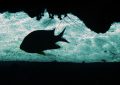 7 Spiritual Meanings of Dreaming of Black Fish