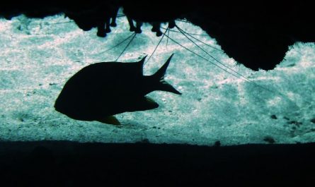 7 Spiritual Meanings of Dreaming of Black Fish