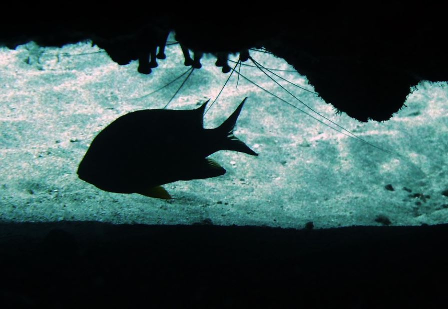 7 Spiritual Meanings of Dreaming of Black Fish