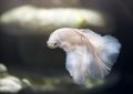 7 Spiritual Meanings of Dreaming of White Fish