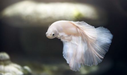7 Spiritual Meanings of Dreaming of White Fish