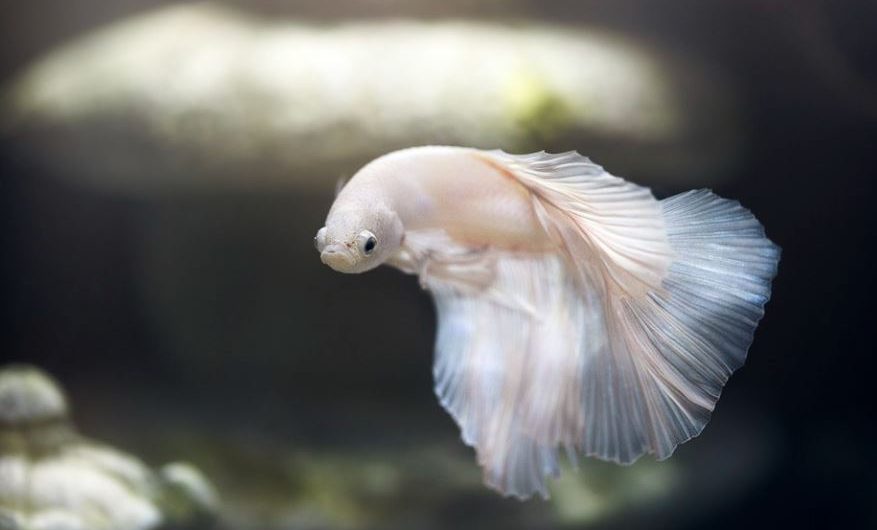 7 Spiritual Meanings of Dreaming of White Fish