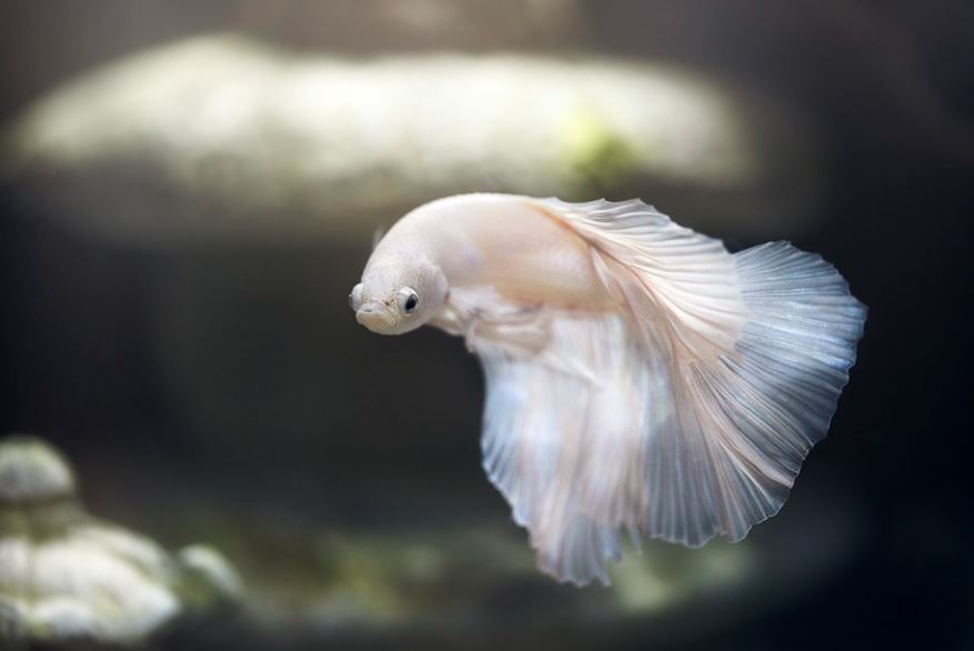 7 Spiritual Meanings of Dreaming of White Fish