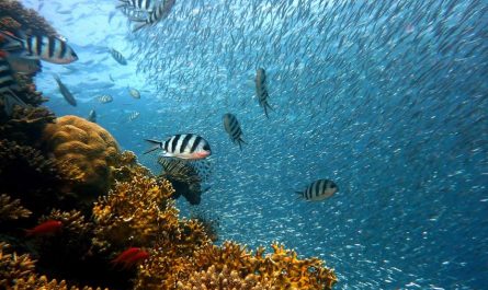 6 Spiritual Meanings of Dreaming of Catching Fish in the Sea