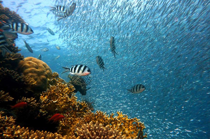 6 Spiritual Meanings of Dreaming of Catching Fish in the Sea