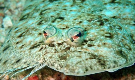 7 Spiritual Meanings of Dreaming of a Flounder