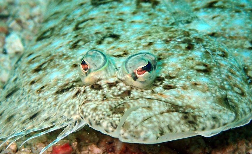 7 Spiritual Meanings of Dreaming of a Flounder