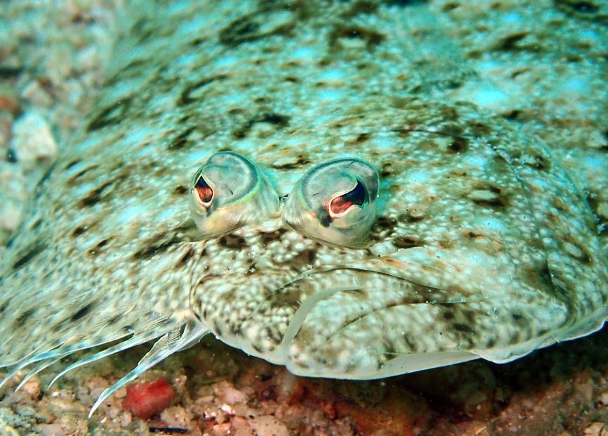 7 Spiritual Meanings of Dreaming of a Flounder