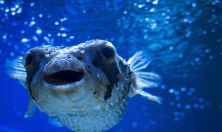 8 Spiritual Meanings of Dreaming of Pufferfish