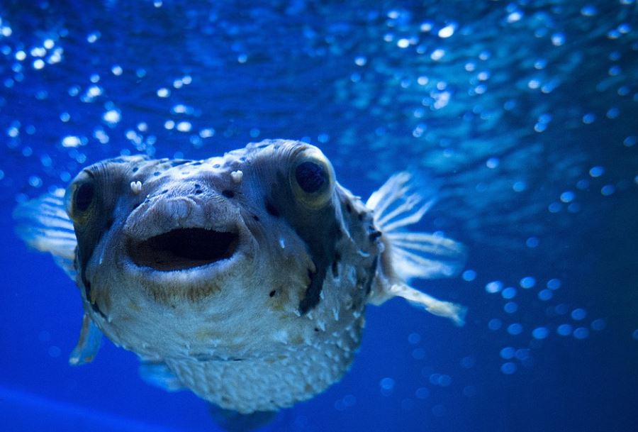8 Spiritual Meanings of Dreaming of Pufferfish