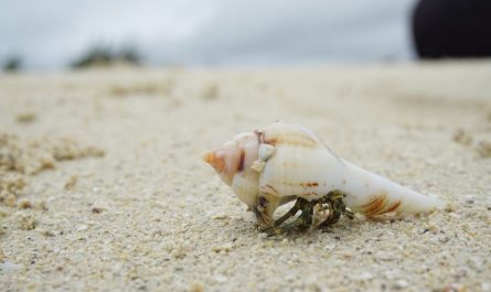 10 Spiritual Meanings of Dreaming of Conch